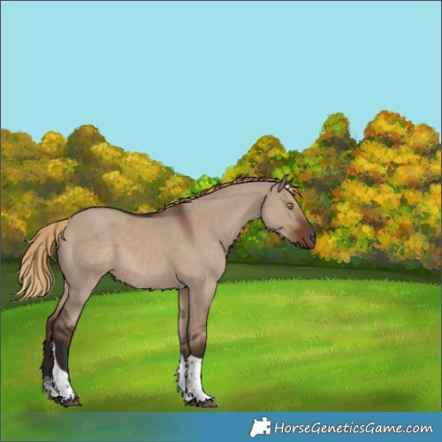 Horse Color:Liver Red Dun Sabino Tobiano