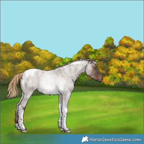 Horse Color:Liver Red Dun Roan Tobiano Snowflake Varnish