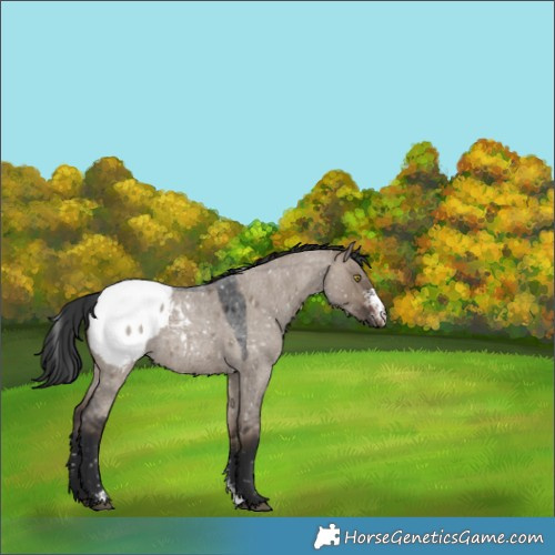 Horse Color:Brown Roan Dun Sabino Appaloosa Rabicano 