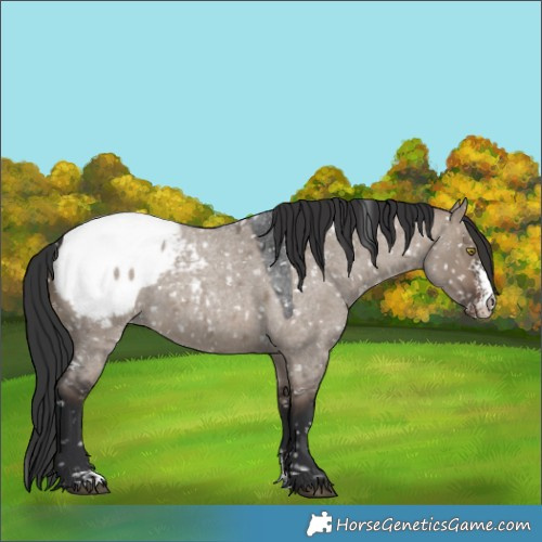 Horse Color:Brown Roan Dun Sabino Snowcap Rabicano