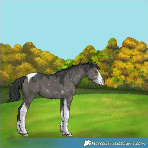Horse Color:Grullo Sabino Tobiano Appaloosa