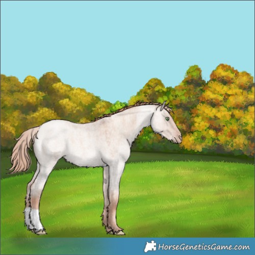 Horse Color:Gold Champagne Roan Dun Rabicano 