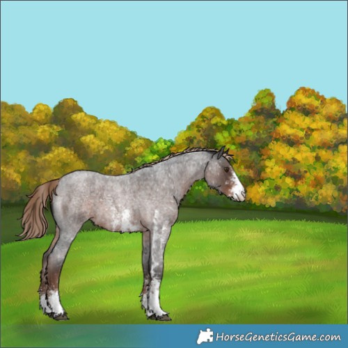Horse Color:Liver Red Roan Sabino Appaloosa 