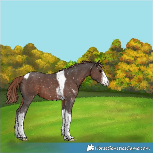 Horse Color:Liver Chestnut Sabino Tobiano Appaloosa