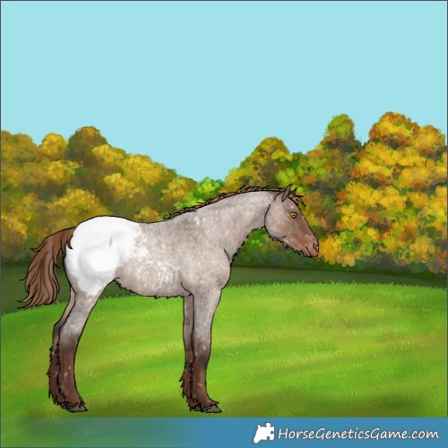 Horse Color:Liver Red Dun Roan Appaloosa