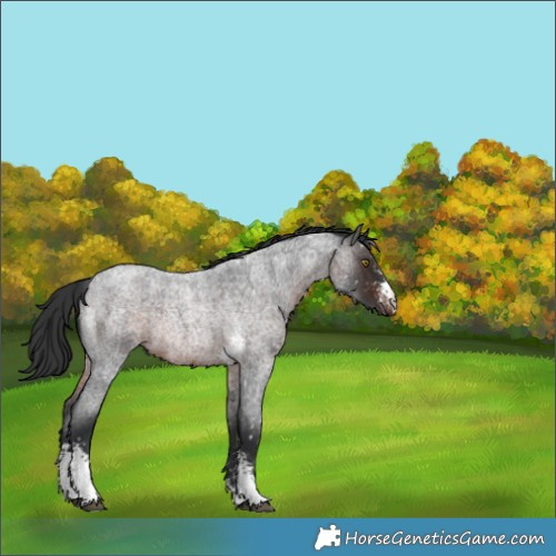 Horse Color:Brown Roan Sabino Snowflake Varnish Rabicano 