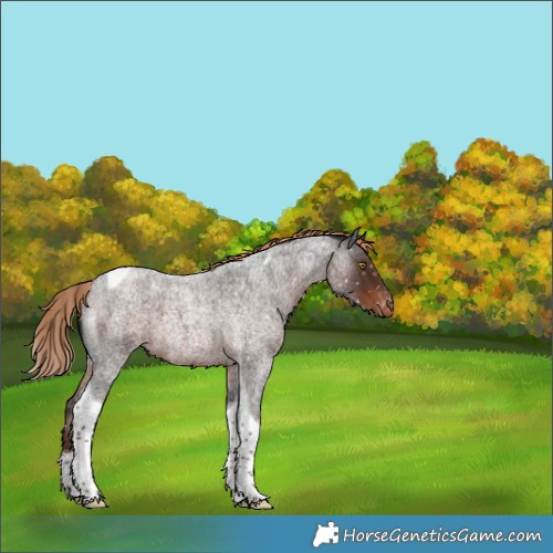 Horse Color:Liver Red Roan Tobiano Appaloosa