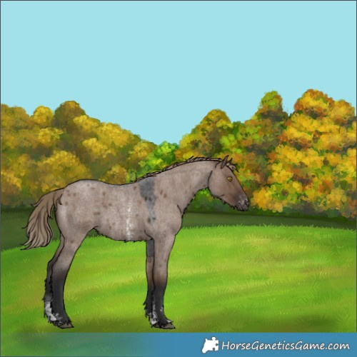 Horse Color:Liver Red Dun Roan Sabino Varnish Rabicano 