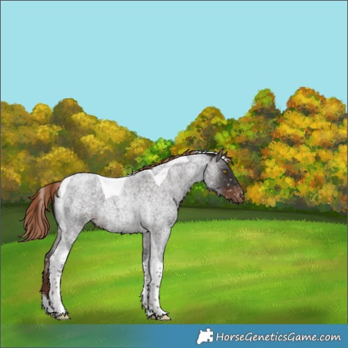 Horse Color:Liver Red Roan Tobiano Appaloosa