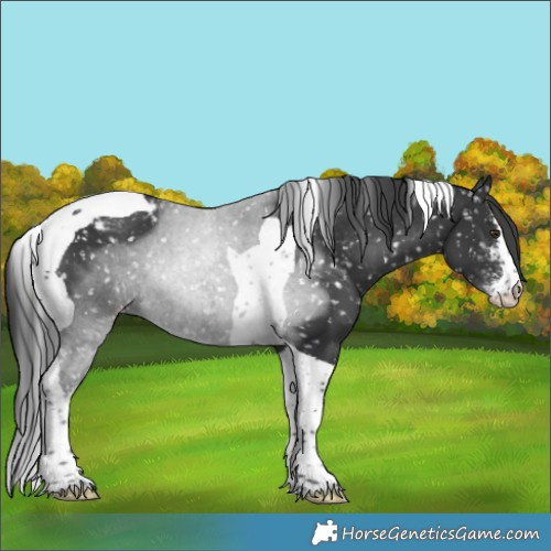 Horse Color:Black Sabino Tobiano Snowcap Rabicano