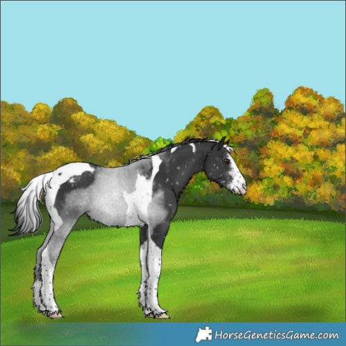 Horse Color:Black Sabino Tobiano Appaloosa Rabicano 