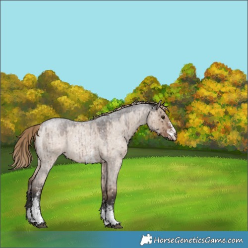 Horse Color:Liver Red Dun Roan Sabino Appaloosa Rabicano Brindle