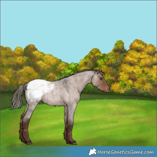 Horse Color:Liver Red Dun Roan Appaloosa 