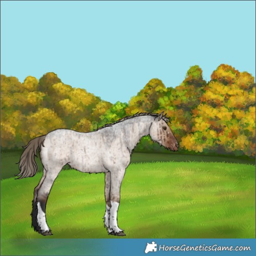 Horse Color:Liver Red Dun Roan Tobiano Appaloosa Brindle 