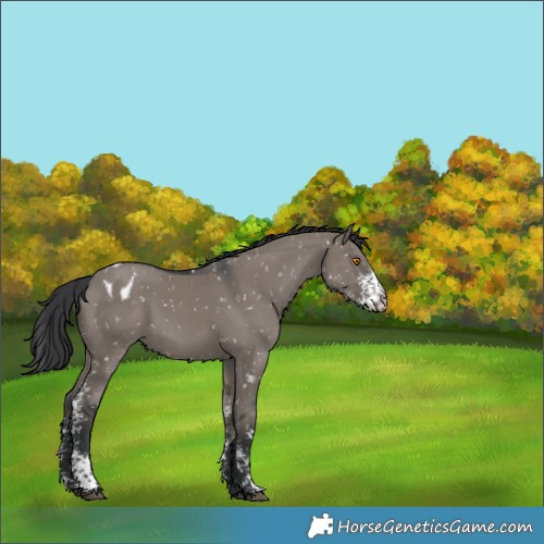 Horse Color:Grullo Sabino Appaloosa 