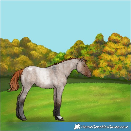 Horse Color:Liver Red Dun Roan Appaloosa