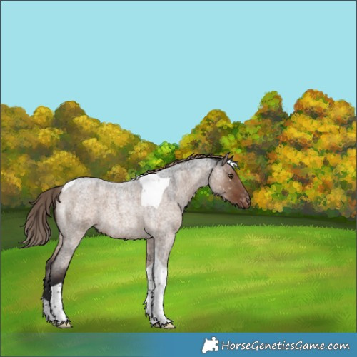 Horse Color:Liver Red Dun Roan Tobiano Appaloosa 