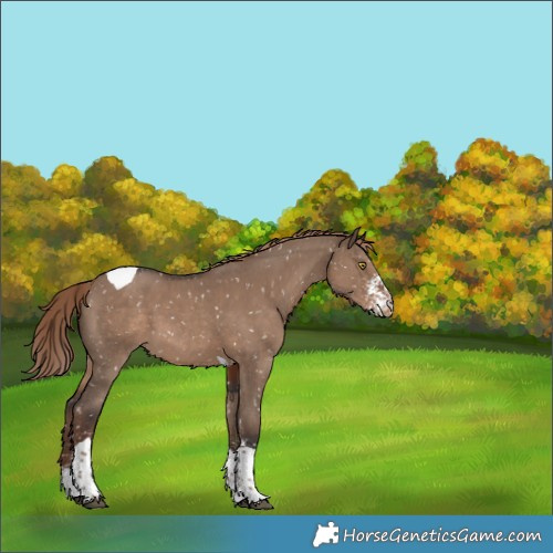 Horse Color:Liver Red Dun Sabino Tobiano Appaloosa