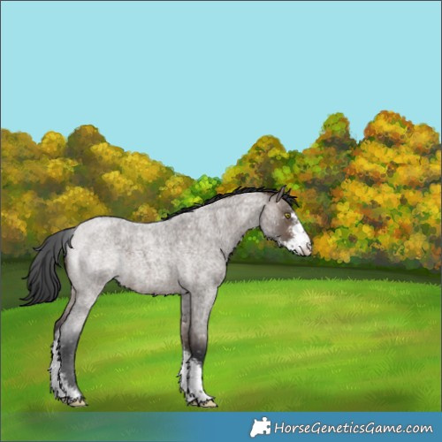 Horse Color:Brown Roan Dun Sabino Appaloosa Brindle