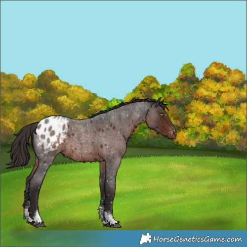 Horse Color:Liver Red Roan Sabino Appaloosa