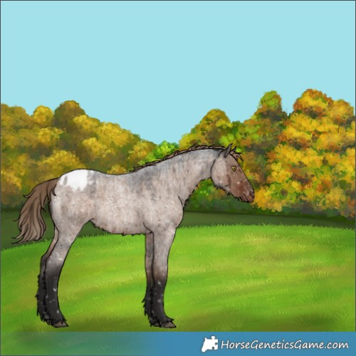 Horse Color:Liver Red Dun Roan Appaloosa Rabicano Brindle 