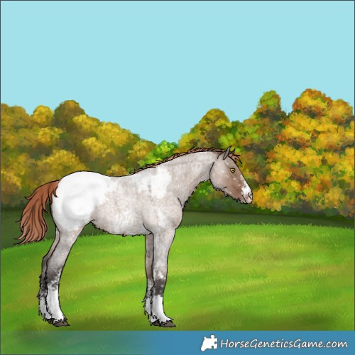 Horse Color:Liver Red Dun Roan Sabino Appaloosa 
