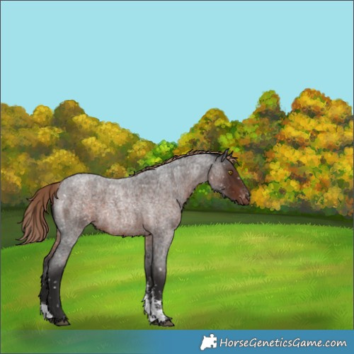 Horse Color:Liver Red Roan Sabino Appaloosa