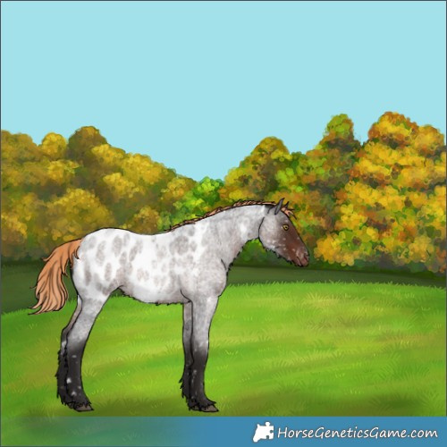 Horse Color:White Spotted Liver Red Roan Appaloosa 