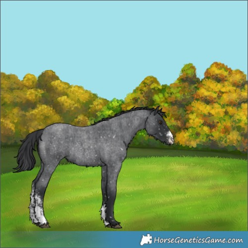 Horse Color:Blue Roan Sabino Appaloosa Rabicano