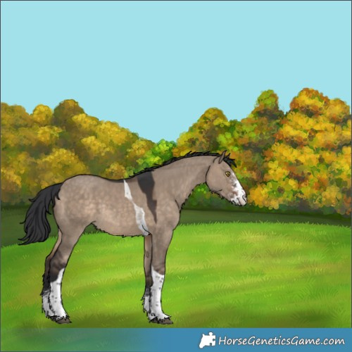 Horse Color:Brown Dun Sabino Tobiano Rabicano
