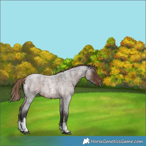 Horse Color:Liver Red Roan Sabino Rabicano