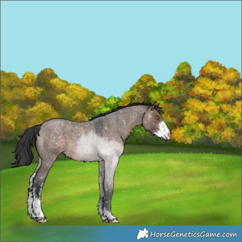 Horse Color:Brown Roan Dun Sabino Appaloosa