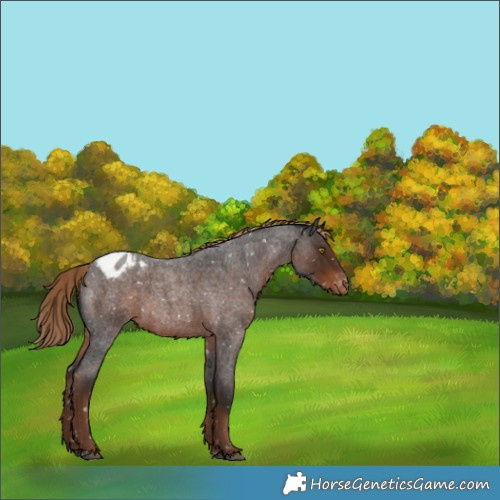 Horse Color:Liver Red Roan Appaloosa 