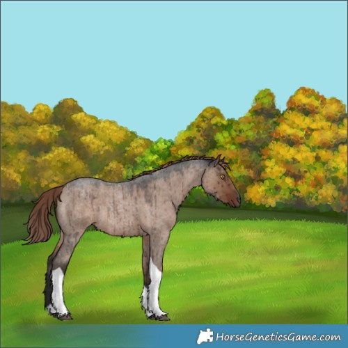 Horse Color:Liver Red Dun Roan Tobiano Rabicano Brindle 