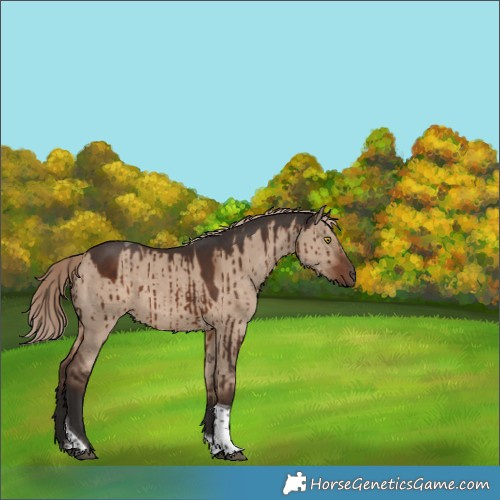 Horse Color:Liver Red Dun Tobiano Brindle 