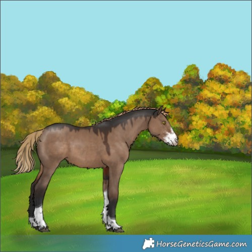 Horse Color:Liver Red Dun Sabino Tobiano Rabicano 