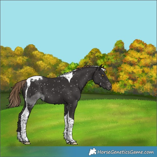 Horse Color:Liver Chestnut Tobiano Appaloosa 
