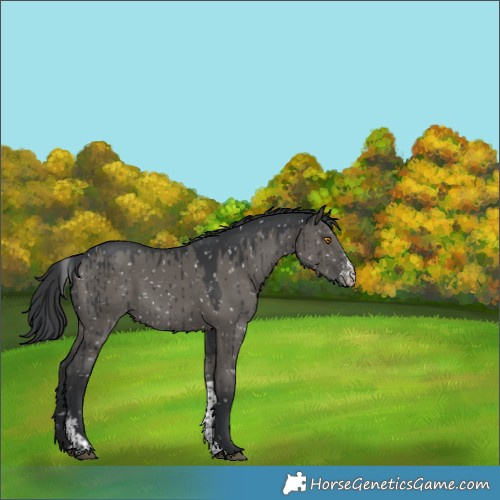 Horse Color:Grullo Sabino Tobiano Appaloosa Brindle 