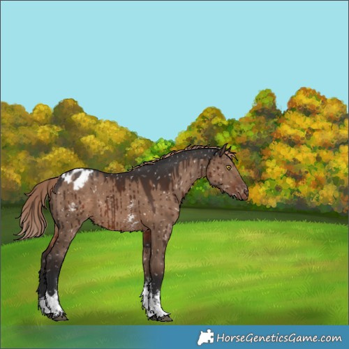 Horse Color:Liver Red Dun Sabino Tobiano Blanket Brindle