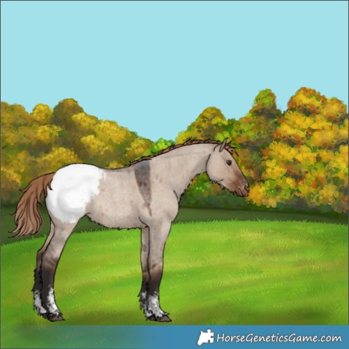 Horse Color:Liver Red Dun Roan Sabino Appaloosa Rabicano 
