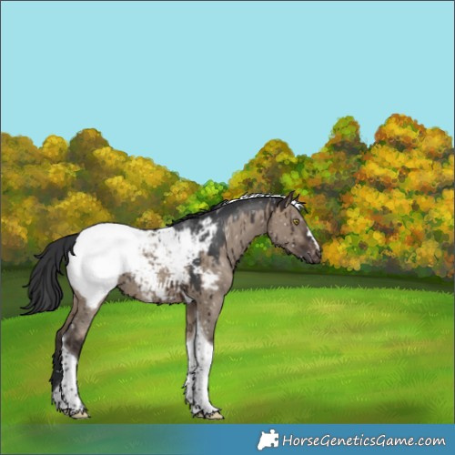 Horse Color:Brown Dun Tobiano Appaloosa Rabicano Brindle 