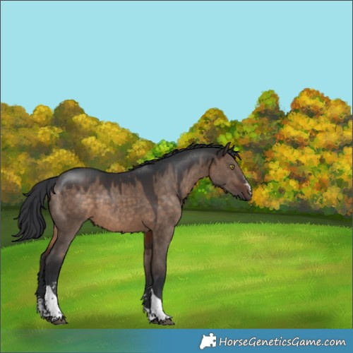Horse Color:Brown Dun Sabino Tobiano Rabicano 