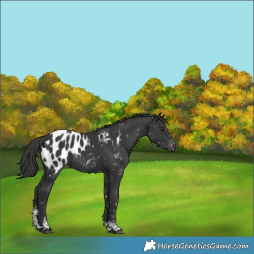 Horse Color:Black Sabino Tobiano Appaloosa 