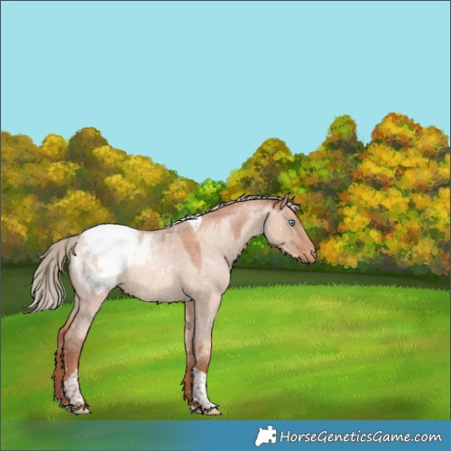 Horse Color:Gold Champagne Roan Dun Tobiano Appaloosa