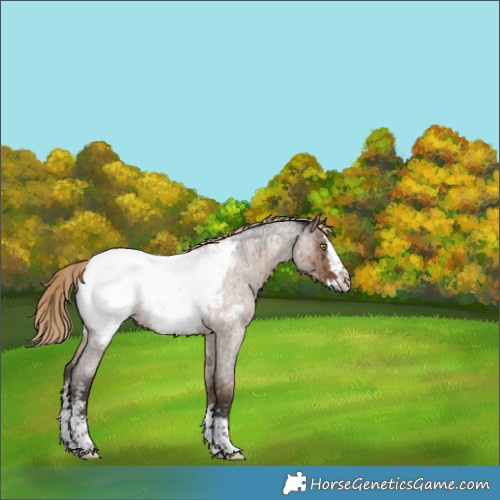 Horse Color:Liver Red Dun Roan Sabino Splash Appaloosa Brindle 