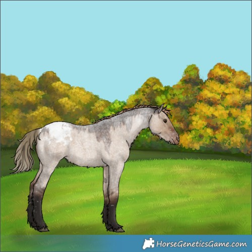 Horse Color:Liver Red Dun Roan Appaloosa Rabicano