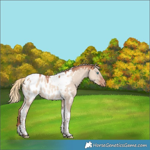 Horse Color:Gold Champagne Dun Tobiano Appaloosa Rabicano 