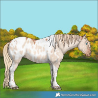 Horse Color:Gold Champagne Dun Tobiano Near Leopard Rabicano