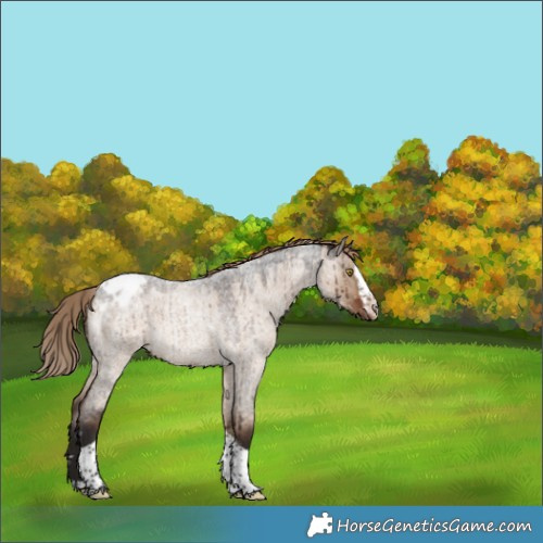 Horse Color:Liver Red Dun Roan Splash Tobiano Appaloosa Rabicano Brindle 