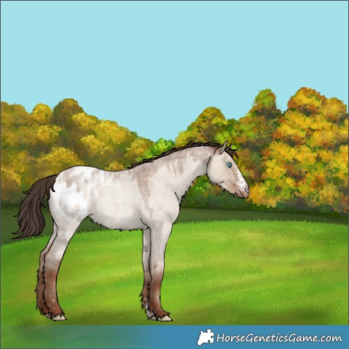 Horse Color:Classic Champagne Roan Dun Sabino Appaloosa 